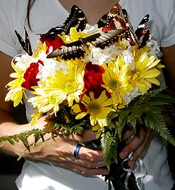 Mount Glorious Butterflies - Products & Services